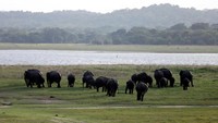 Sekumpulan gajah sedang beraktivitas di Taman Nasional Kaudulla yang berlokasi 197 dari kota Colombo.  (Sekumpulan Foto: Dok. REUTERS/Dinuka Liyanawatte)