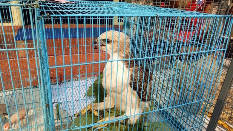Polisi Bongkar Jual-Beli Satwa Liar Via Grup Medsos Polisi Bongkar Jual-Beli Satwa Liar Via Grup Medsos