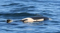 Tahlequah, juga dikenal sebagai J35, melahirkan bayinya pada 24 Juli lalu, namun bayinya hanya bertahan hidup selama setengah jam. Foto: Center for Whale Research