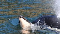 Namun Tahlequah menolak melepaskan mayat bayinya dan tetap mendorong bangkai bayi paus itu dengan kepalanya agar si anak tetap berada di permukaan air. Foto: Center for Whale Research