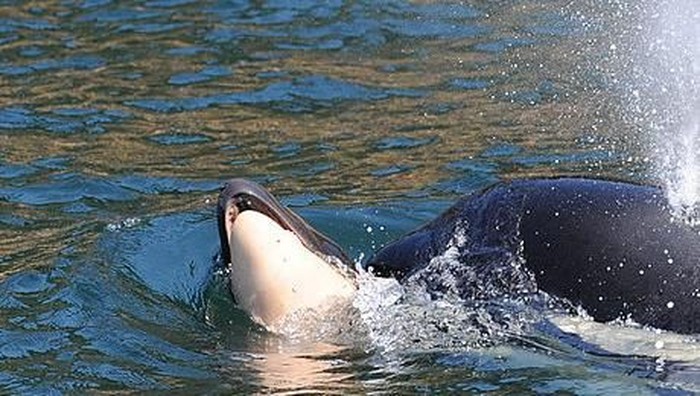 Induk Paus Orca Bawa Mayat Bayinya Berhari-hari (Center for Whale Research)