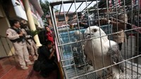 Dari tangan pelaku, polisi berhasil mengamankan 2 ekor burung elang brontok fase terang, 4 ekor burung elang alap-alap kawah, 1 ekor burung elang laut.
