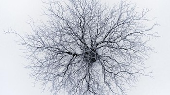 Pemenang highly commended kategori Abstrak Dendrites karya fotografer Branko Markovic. (Foto: 2018 Drone Awards)