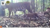 Harimau Rima sudah melahirkan dua generasi secara alami di habitatnya. Kelahiran dua generasi harimau ini menandakan kabar baik akan perkembang biakan harimau Sumatera.