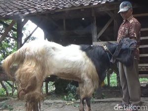 Harga Kambing Kurban di Jombang Merangkak Naik