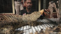 Ada juga 1 ekor buaya muara.