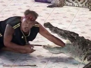 Ngeri! Tangan Pawang Digigit Buaya Saat Atraksi di Kebun Binatang