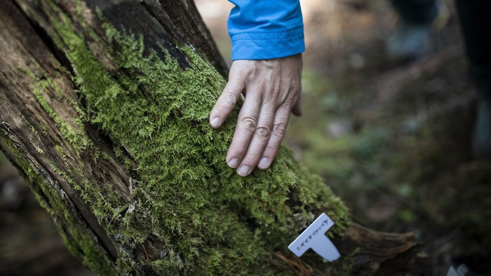 In this picture taken on June 9, 2018 a tourist touches moss during a moss viewing tour at Kita-Yatsugatake forest near Sakuho town, Nagano prefecture.
In recent years, moss enthusiasts have multiplied in Japan, with hikes catering to those eager to spot different varieties and shops selling the plants in terrariums well suited to small Japanese homes.
 / AFP PHOTO / Behrouz MEHRI / TO GO WITH AFP STORY LIFESTYLE-JAPAN-ENVIRONMENT-TOURISM-GARDEN-MOSS,FEATURE BY HARUMI OZAWA