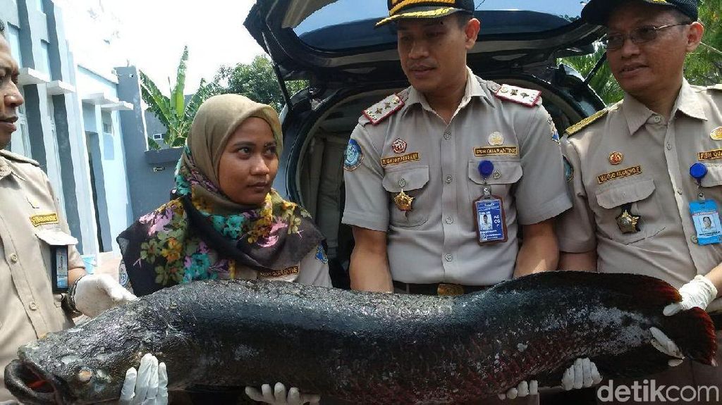 36 Ikan Terlarang Diamankan di Jateng, Ada Arapaima dan Piranha