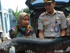 36 Ikan Terlarang Diamankan di Jateng, Ada Arapaima dan Piranha