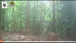 Penampakan Harimau Liar di Hutan Sumatera Main dengan Anaknya