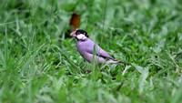Gelatik Jawa (Lonchura oryzivora) kini jadi hewan dilindungi (Kredit Foto: Dedy Istanto/Wildlife Photography)