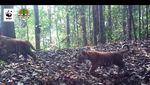 Penampakan Harimau Liar di Hutan Sumatera Main dengan Anaknya