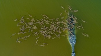 Pemenang kedua kategori Wildlife Responsible Dady the Gharial with Babies karya fotografer Dhritiman Mukherjee. (Foto: 2018 Drone Awards)