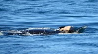 Pemandangan memilukan terlihat ketika sang induk yang tengah berduka, menolak melepaskan mayat bayinya dan mendorongnya berenang di lautan selama enam hari. Foto: Center for Whale Research