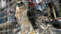 Polres Metro Jakarta Barat mengungkap jaringan penjual satwa liar yang dilindungi negara.