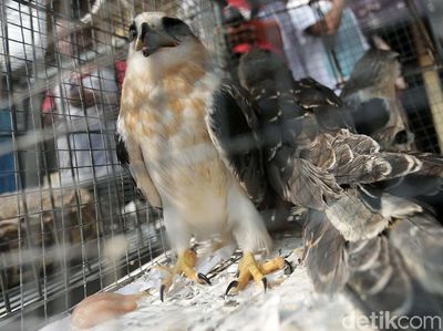Polisi Bongkar Sindikat Perdagangan Satwa Liar via Medsos