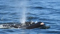 Paus lain yang merupakan anggota kawanannya tetap berada di dekat Tahlequah sepanjang waktu di dekat Pulau San Juan di Laut Salish, lepas pantai British Columbia dan negara bagian Washington. Foto: Center for Whale Research