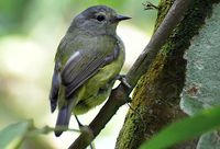 Pemerintah Lindungi Pleci hingga Kenari, Kontes Burung Diprotes