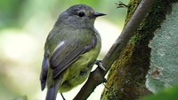 Opior Jawa (Heleia javanica), burung kecil yang kicauannya juga banyak digemari kini jadi satwa dilindungi (kredit Foto: burung ocehan.link)