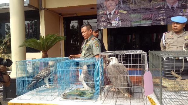 Polisi bongkar jual-beli ilegal satwa liar