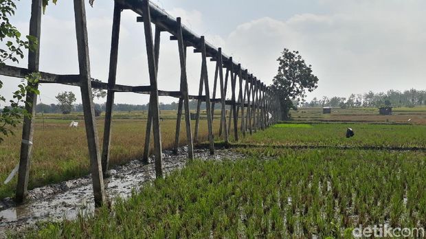Air Bengawan Solo yang tercemar untuk mengairi sawah/