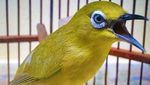 Burung Kicau yang Baru Masuk Daftar Satwa Dilindungi