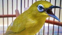 Kacamata Jawa alias Pleci (Zosterops flavus) atau yang biasa dikenal dengan sebutan di pecinta kicau mania Pleci Dakun Maput atau Pleci Muria/Jawa juga masuk ke dalam daftar tersebut. (foto: ternak.info)