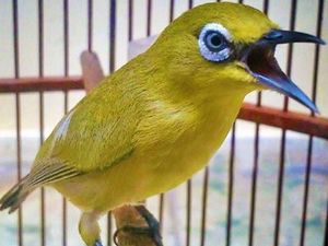 Pleci dkk Kini Dilindungi, Bagaimana Kalau Terlanjur Piara?