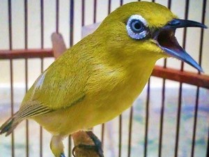 Pleci dkk Kini Dilindungi, Bagaimana Kalau Terlanjur Piara?