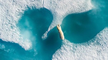 Above The Polar Bear  menjadi Pho of the Year Drone Awards 2018 karya fotografer Florian Ledoux. (Foto: 2018 Drone Awards)
