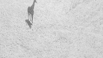 Pemenang kedua kategori Wildlife Big Shadow karya fotografer Thomas Vijayan. (Foto: 2018 Drone Awards)