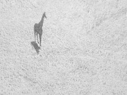 Terpukau Jepretan Foto Jawara Drone 2018