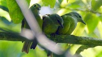 Opior Jawa (Heleia javanica) yang sering hinggap di pepohonan (kredit Foto: Adhy Maruli)