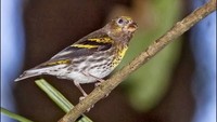 Kenari Gunung atau Kenari Melayu (Chrysocorythus estherae) masuk jadi salah satu satwa yang dilindungi berdasarkan Peraturan Menteri LHK nomor P.20/MENLHK/SETJEN/KUM.1/6/2018. (Foto: Dubi Shapiro/Ist)