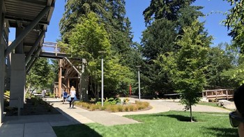 Tampilan rumah pohon Microsoft dari jauh. Tidak menyangka ya ada sebuah markas besar di dalamnya. (Foto: Matt Weinberger/Business Insider)