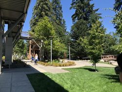 Mengintip Rumah Pohon Buatan Microsoft