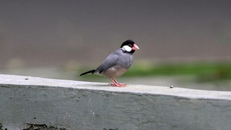Burung Kicau Yang Baru Masuk Daftar Satwa Dilindungi Foto 6