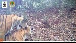 Penampakan Harimau Liar di Hutan Sumatera Main dengan Anaknya