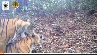 Harimau Rima kembali terekam tengah kawin dengan harimau jantan yang diberi nama Uma. Perkawinan secara alami ini terekam pada Juni 2017.