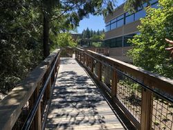 Mengintip Rumah Pohon Buatan Microsoft