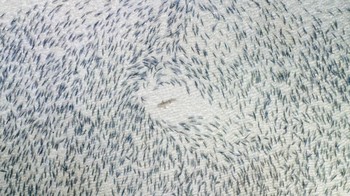 Pemenang pertama kategori Wildlife Blacktip Shark karya fotografer Adam Barker. (Foto: 2018 Drone Awards)