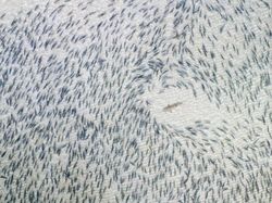 Terpukau Jepretan Foto Jawara Drone 2018