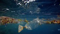 Makan Ikan Biar Pintar, Kalau Ikan Mengandung Plastik Bagaimana?