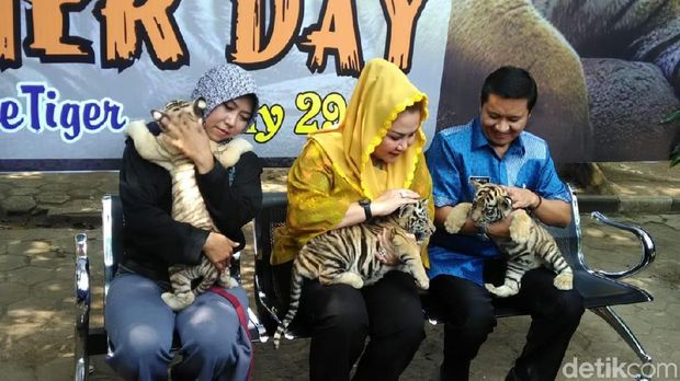 Menengok 3 Bayi Harimau Benggala yang Lahir di Semarang Zoo