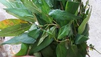  Ini daun kesum yang punya aroma wangi semerbak. Jadi bumbu wajib bubur pedas. Biasanya orang Kalimantan menanamnya di pekarangan rumah. Foto : Instagram @lissa_ervina