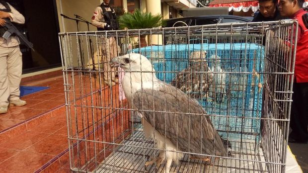 Polisi bongkar jual-beli ilegal satwa liar