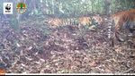 Penampakan Harimau Liar di Hutan Sumatera Main dengan Anaknya