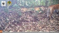 Dalam rekaman video harimau betina yang diberi nama Rima terekam melahirkan 3 ekor anaknya pada tahun 2015 lalu.