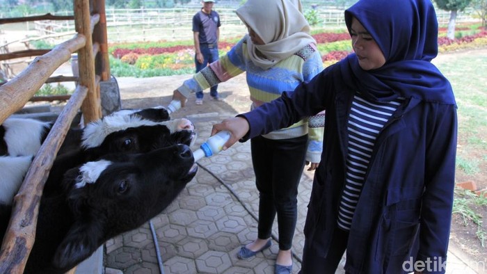 Ciwidey Punya Wisata Menyusui Anak Sapi